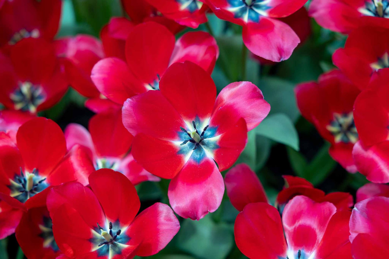 Flowers that we liked in the flower dome