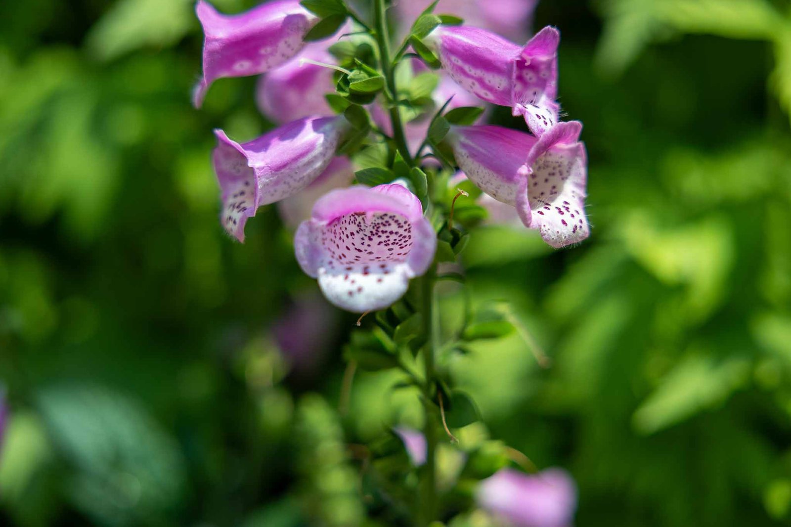 Flowers that we liked in the flower dome
