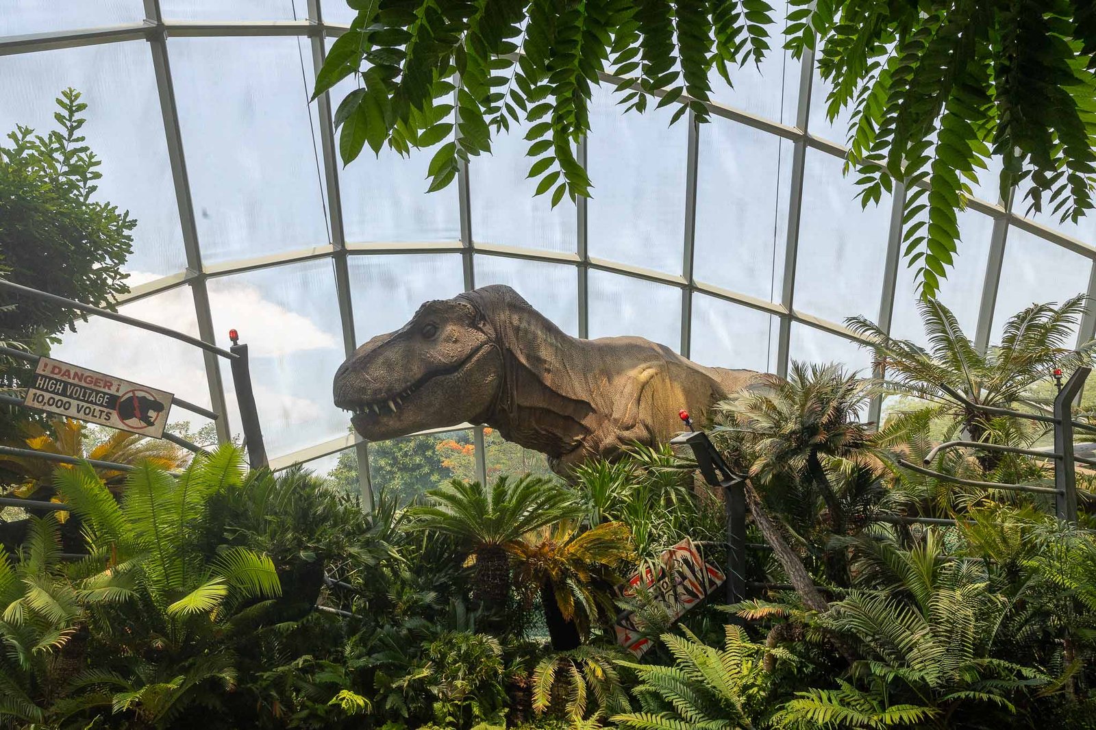 Animated T-Rex