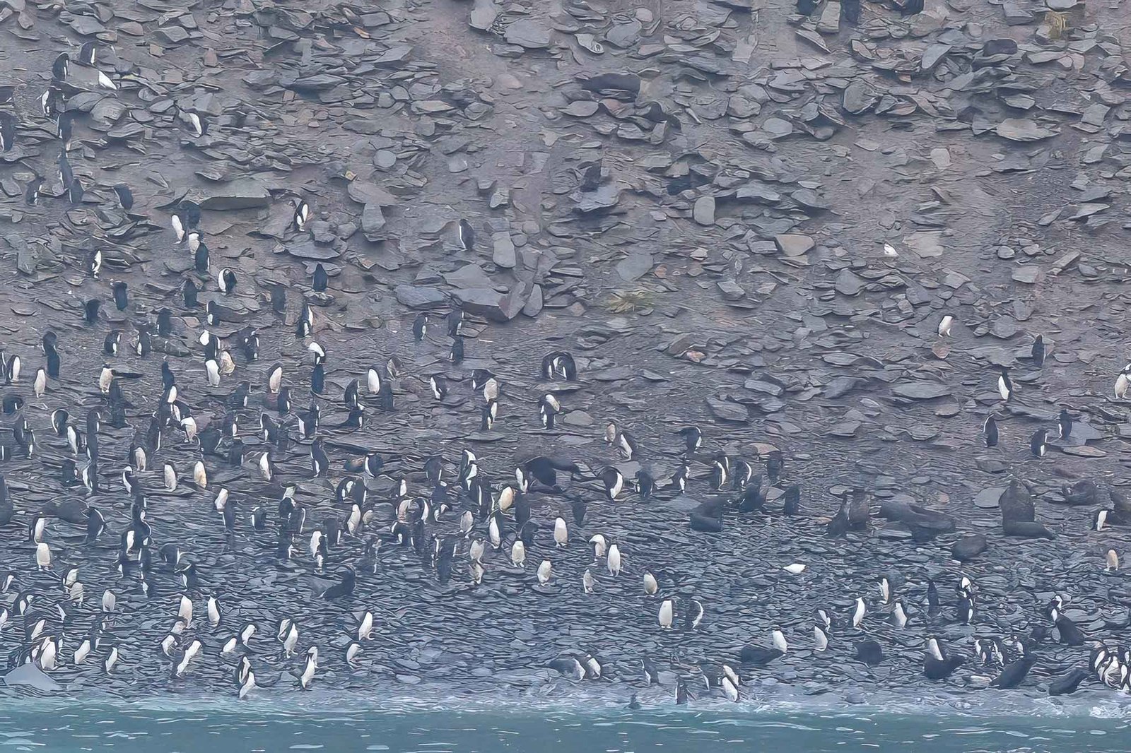 Macaroni Penguins