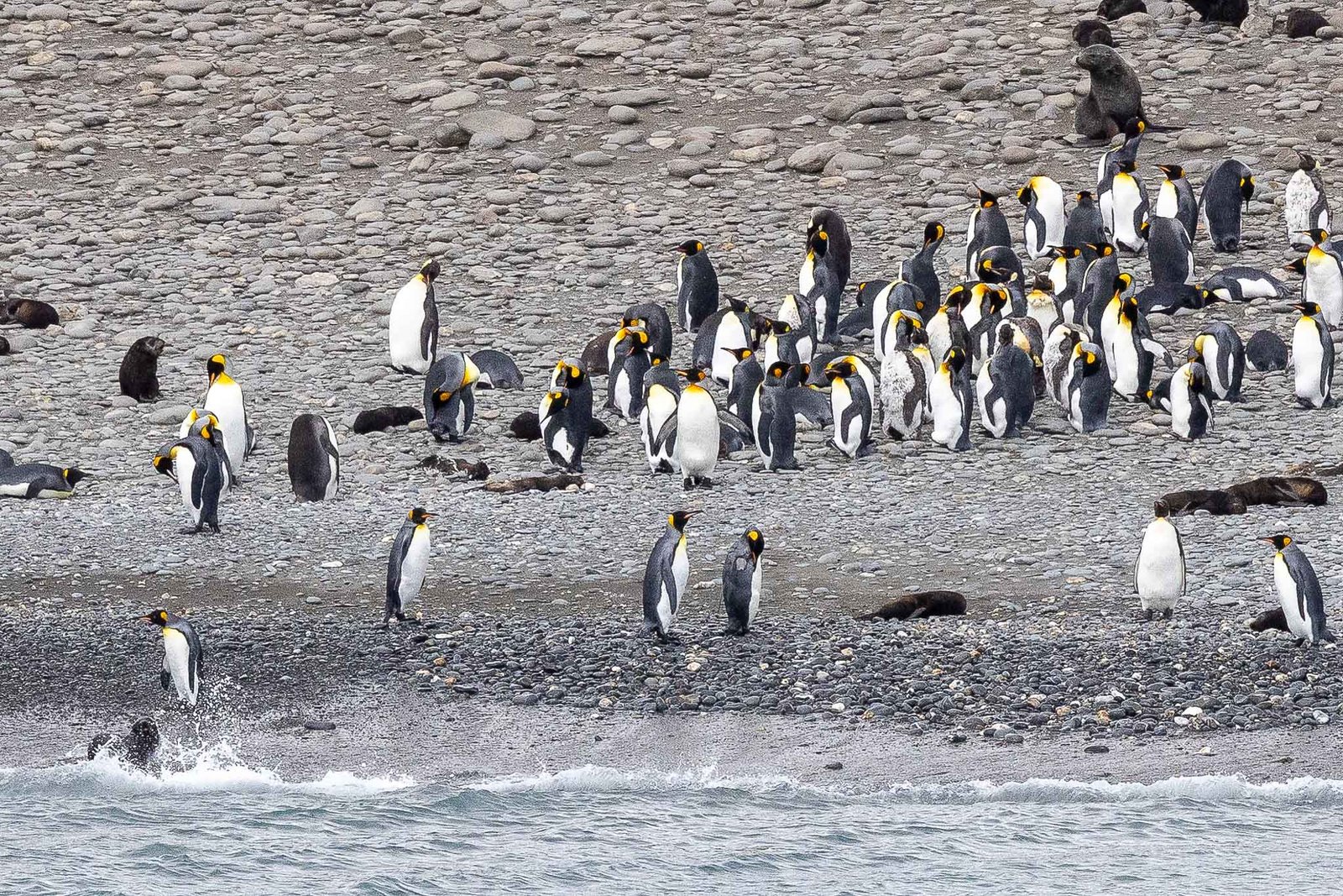 Penguins ashore at Salisbury Plain