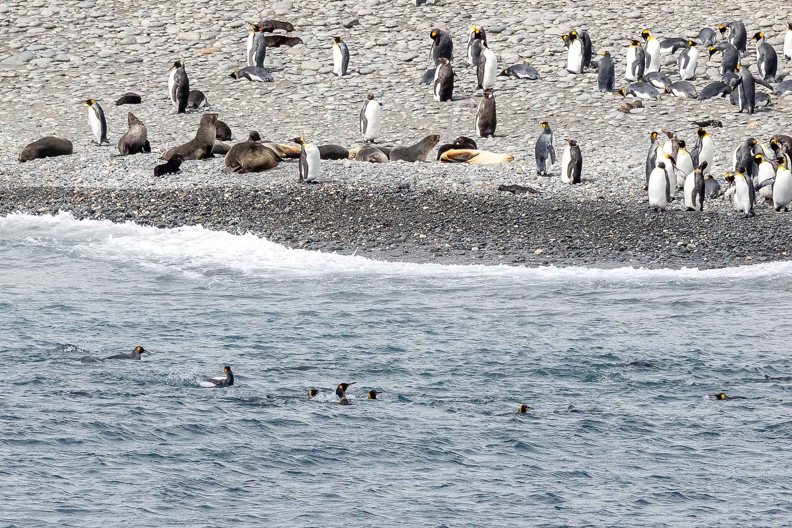 Penguins ashore at Salisbury Plain