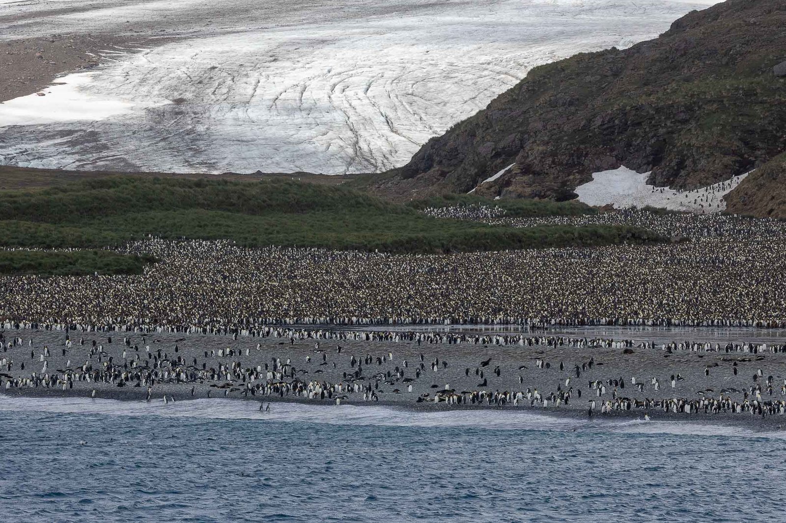 Just a portion of the 140 thousand penguins