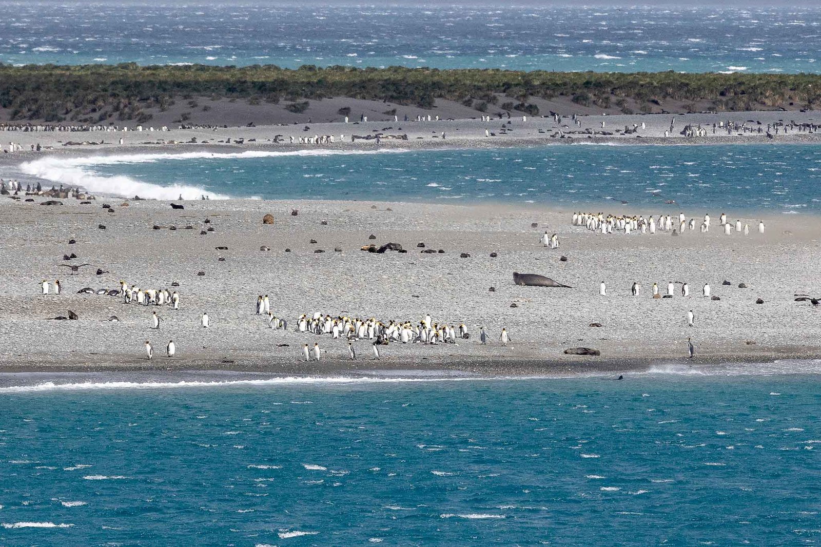 Penguins ashore