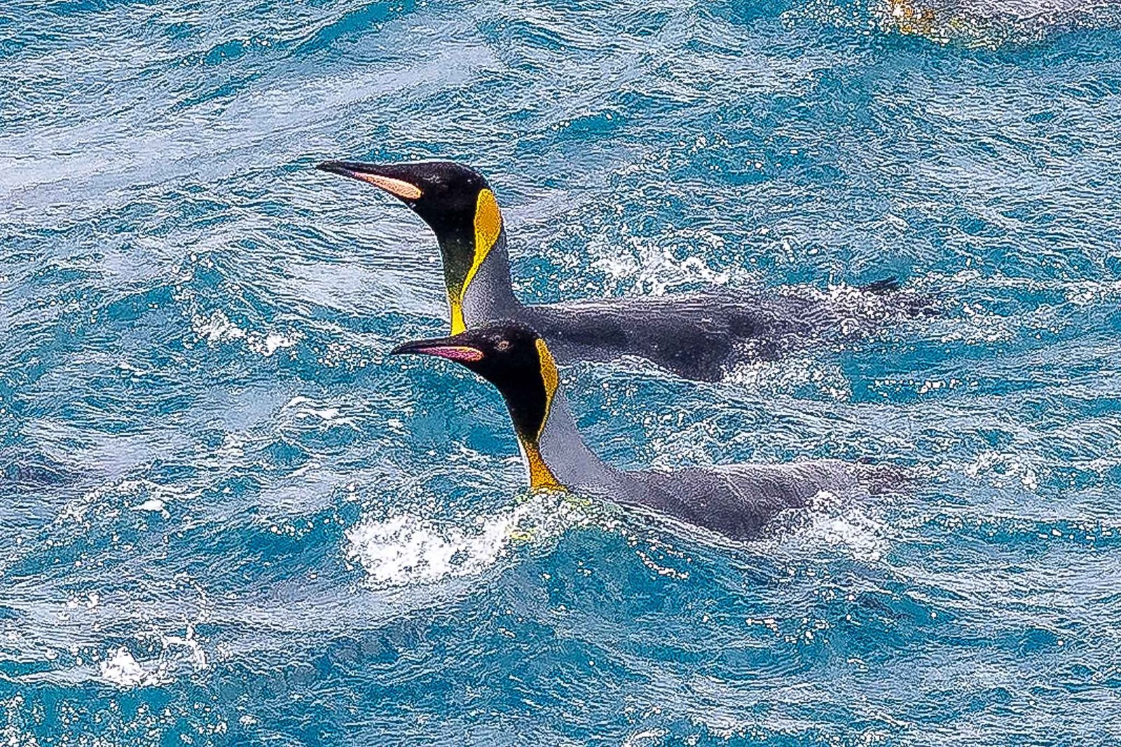 King Penguins in the water investigating the ship