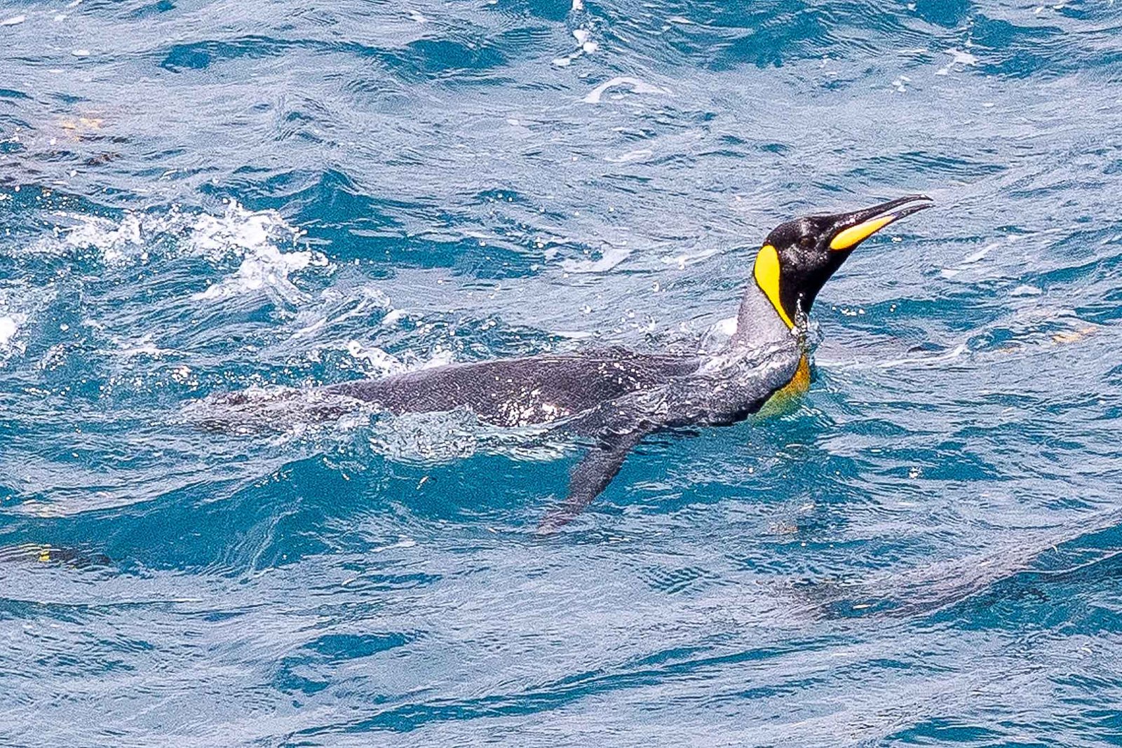 King Penguins in the water investigating the ship