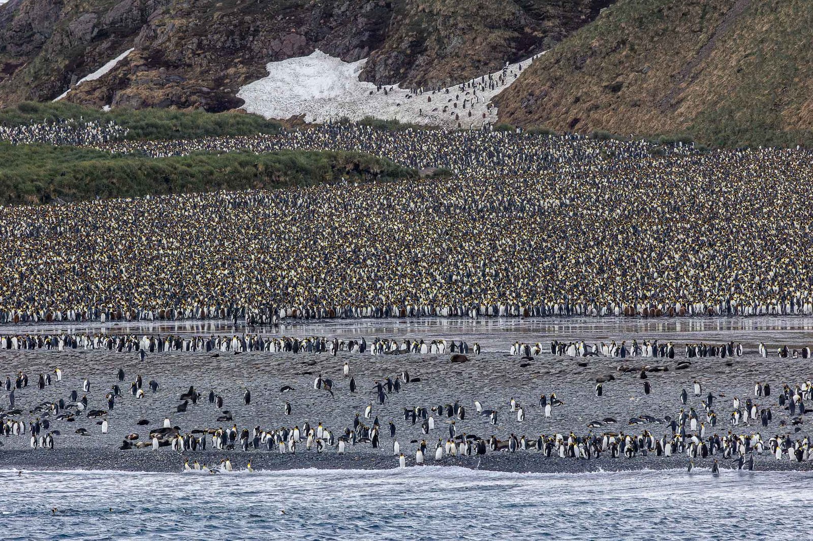 The King Penguin colony on Salisbury Plain