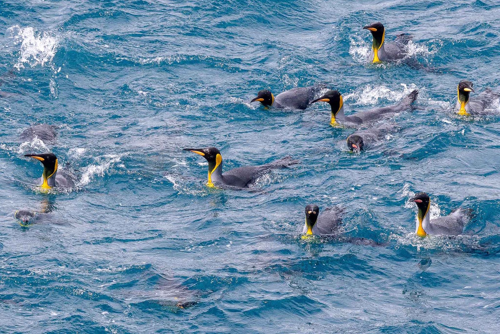King Penguins in the water investigating the ship
