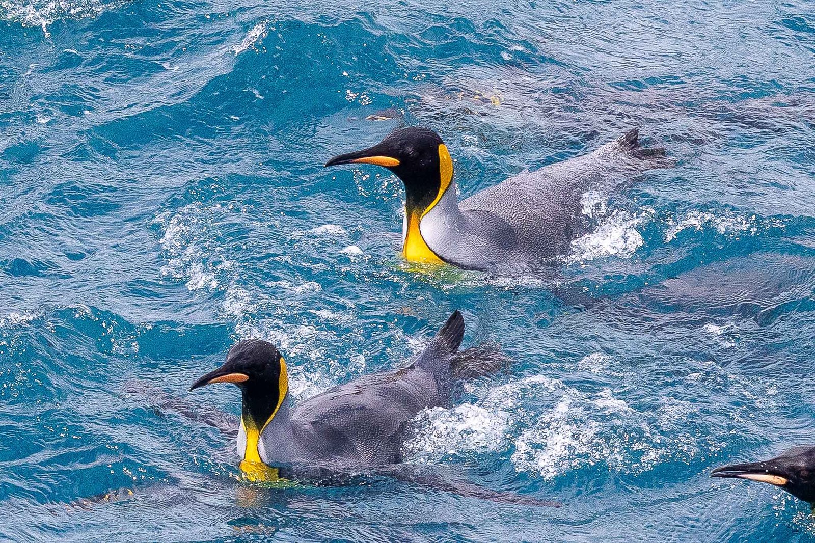 King Penguins in the water investigating the ship
