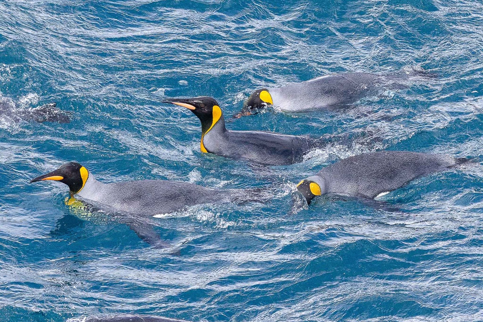 King Penguins in the water investigating the ship