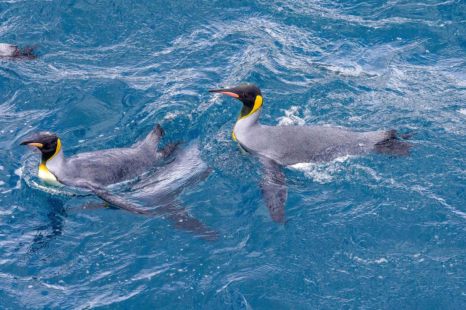 King Penguins in the water investigating the ship