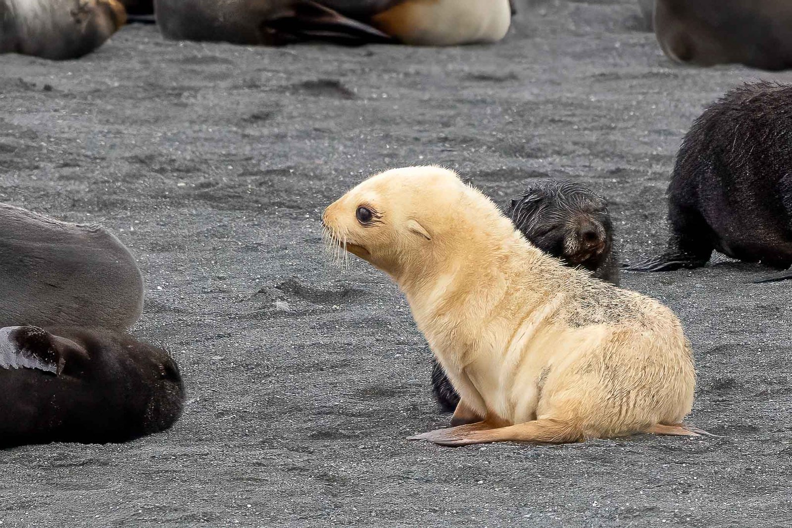 Blond Fur Seal pup
