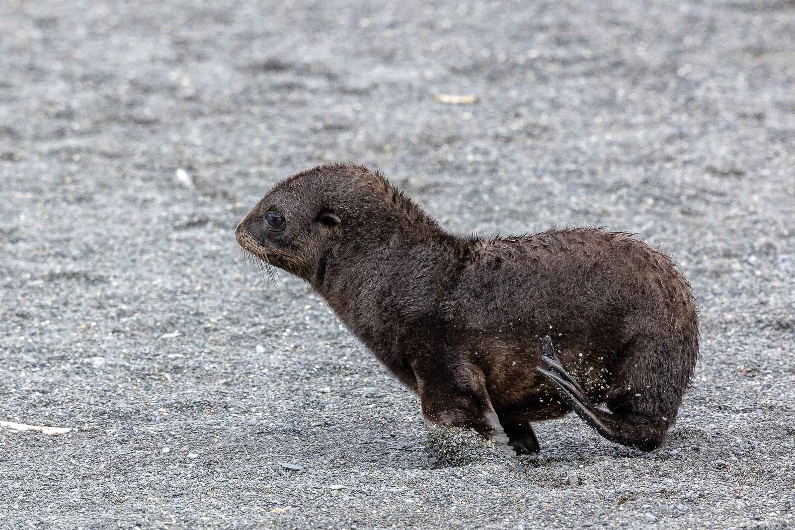 Fur Seal Pup