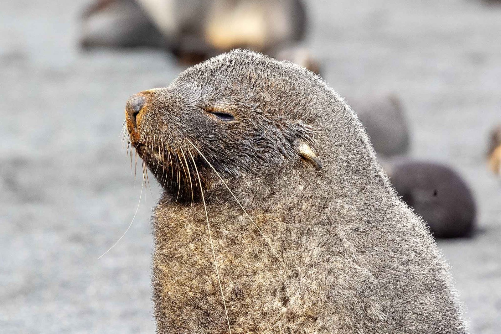 Elephant Seal Pup