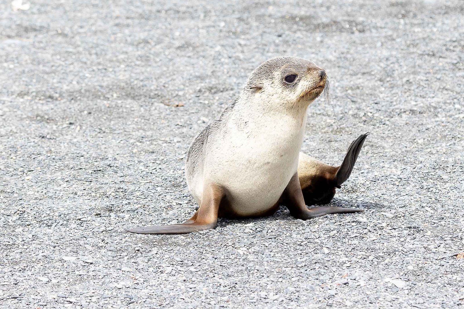 Seal Pup
