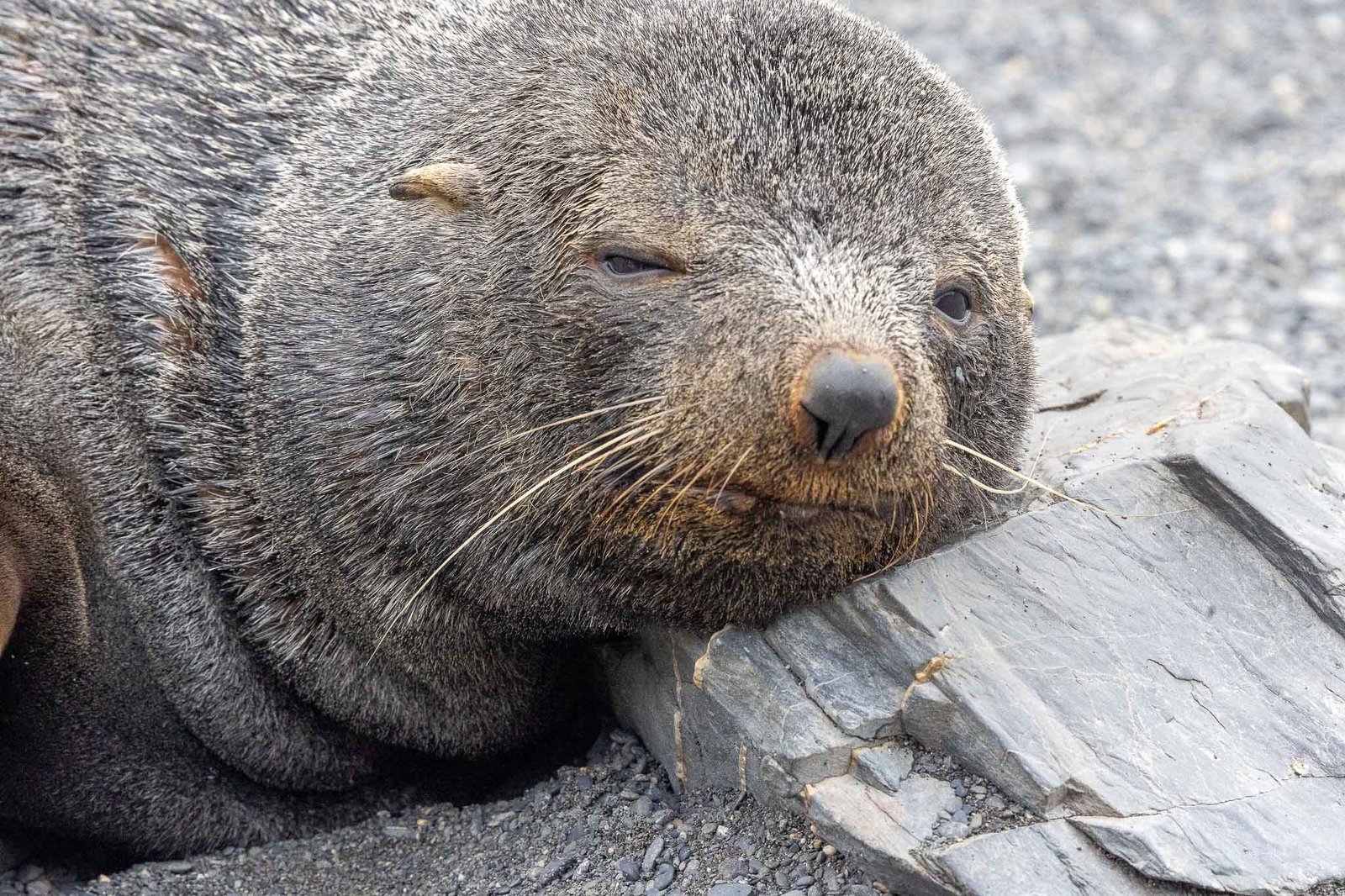 Elephant Seal with a rock pillow