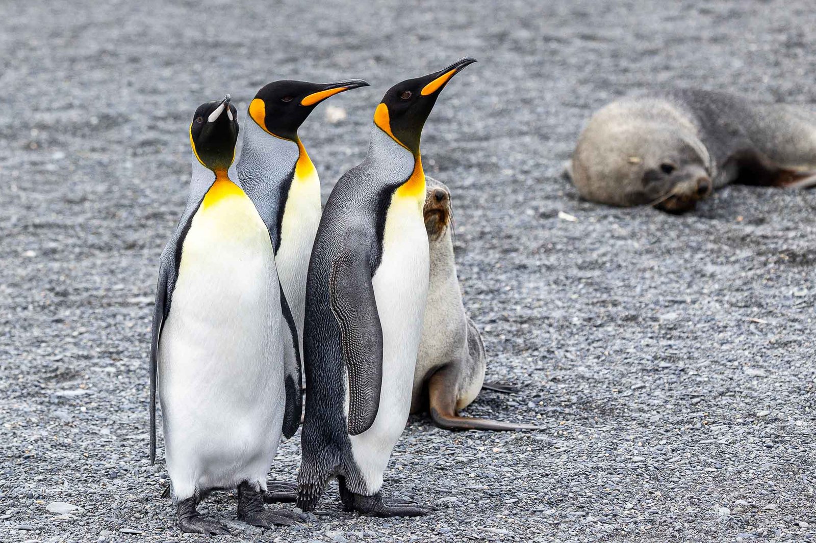 King Penguins
