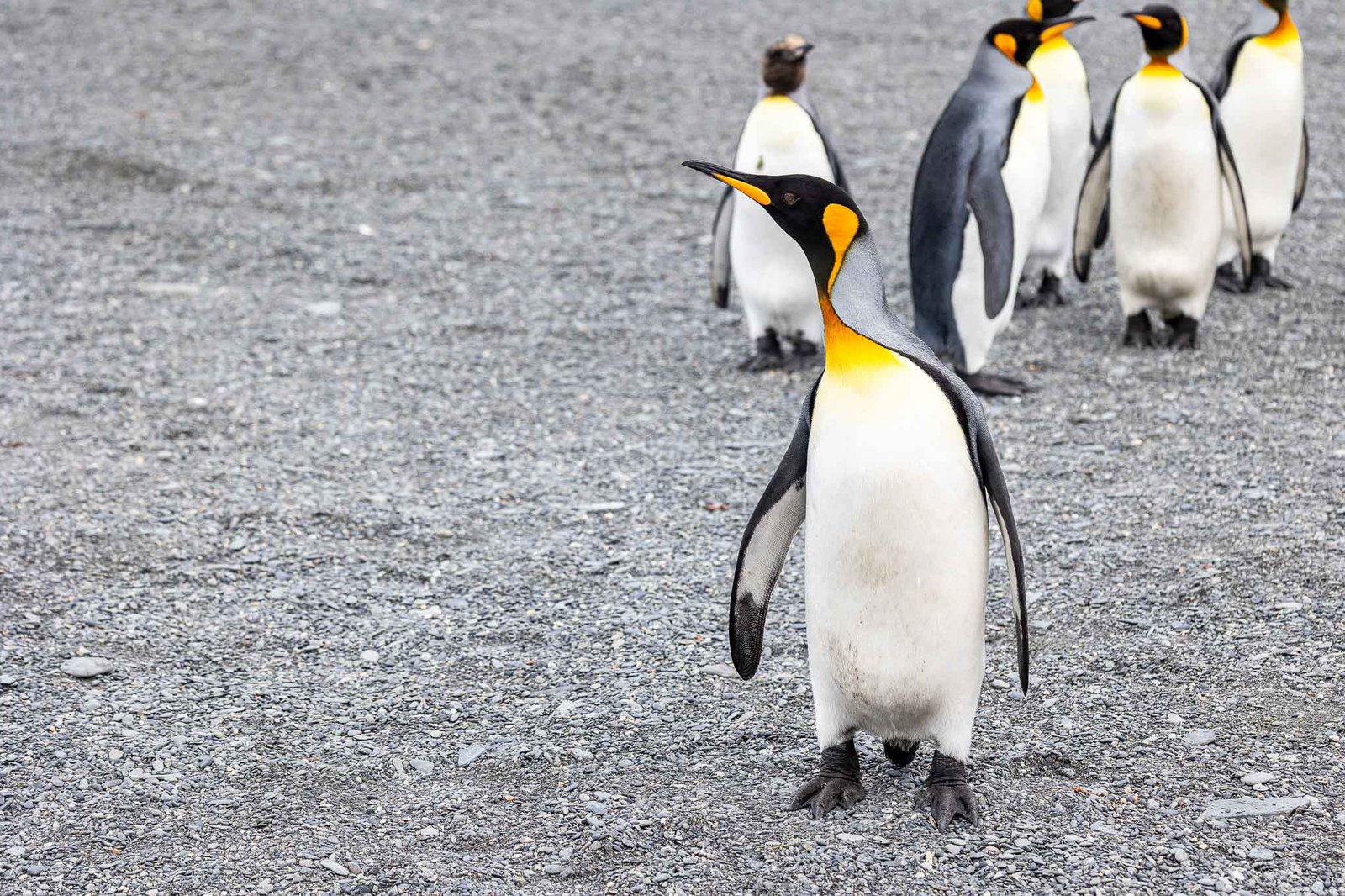 King Penguin
