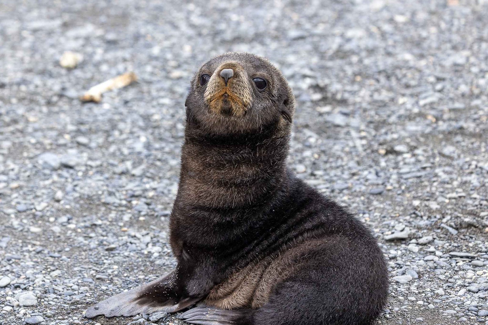 Fur Seal Pup