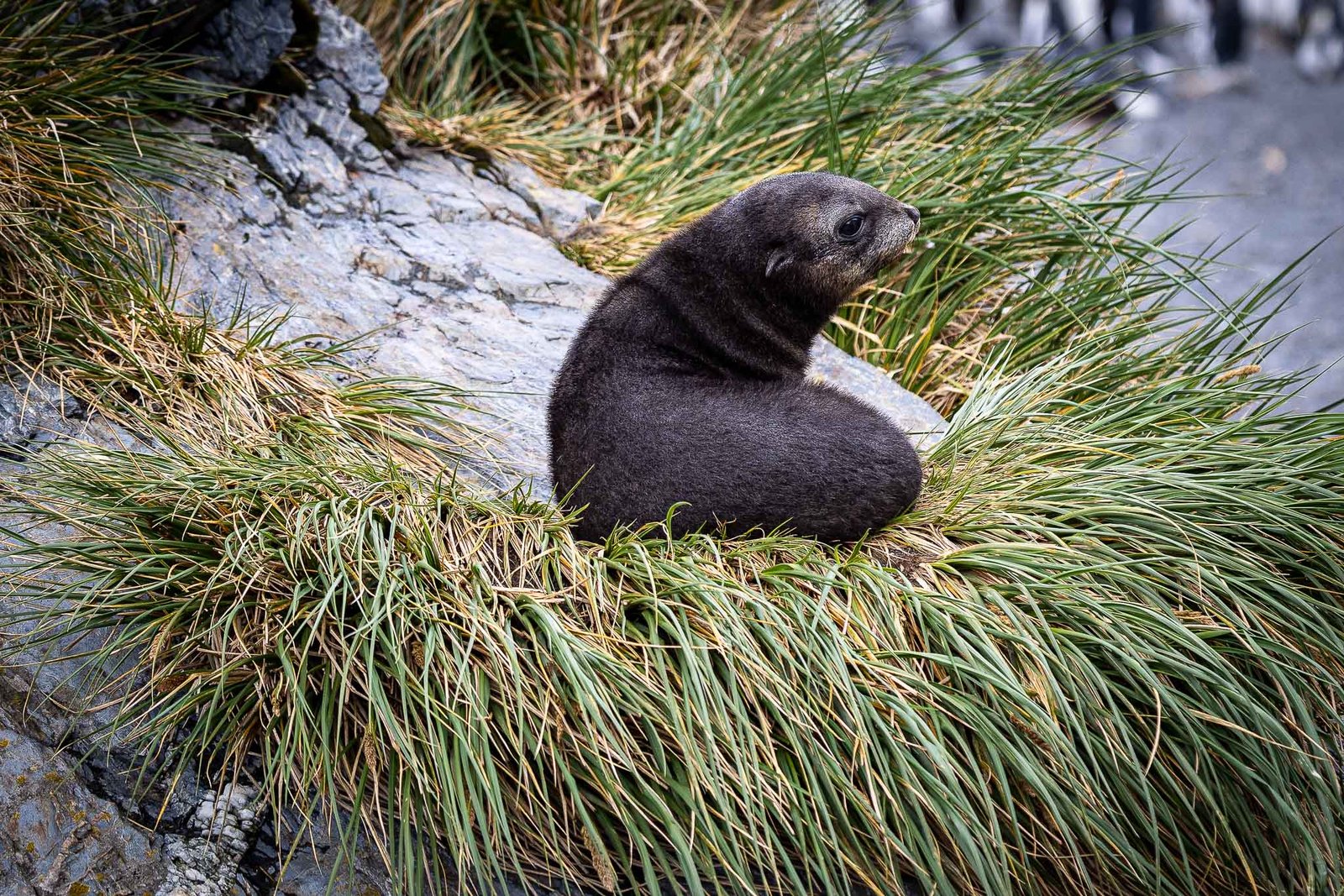 Fur Seal Pup