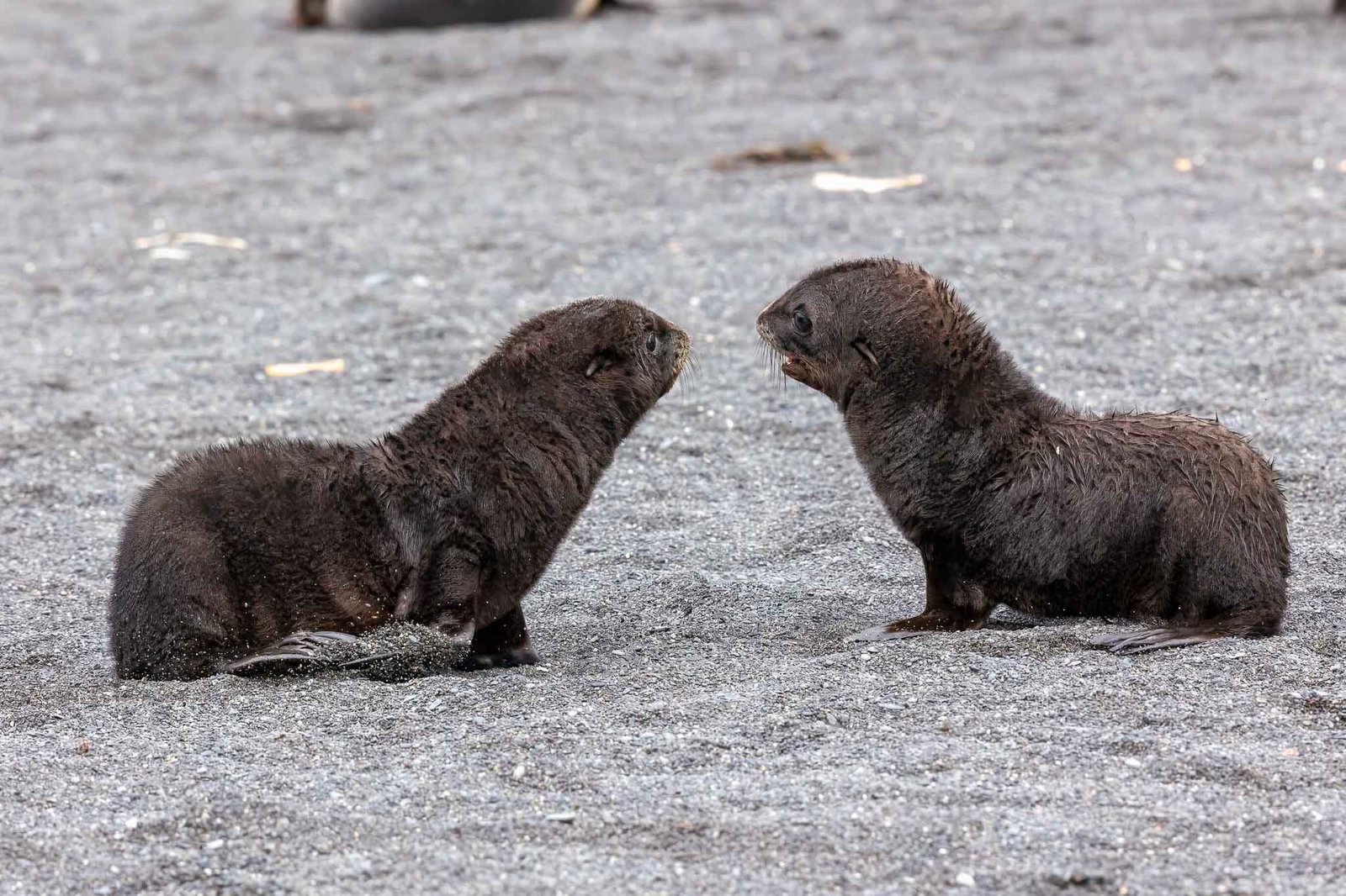 Fur Seal Pups