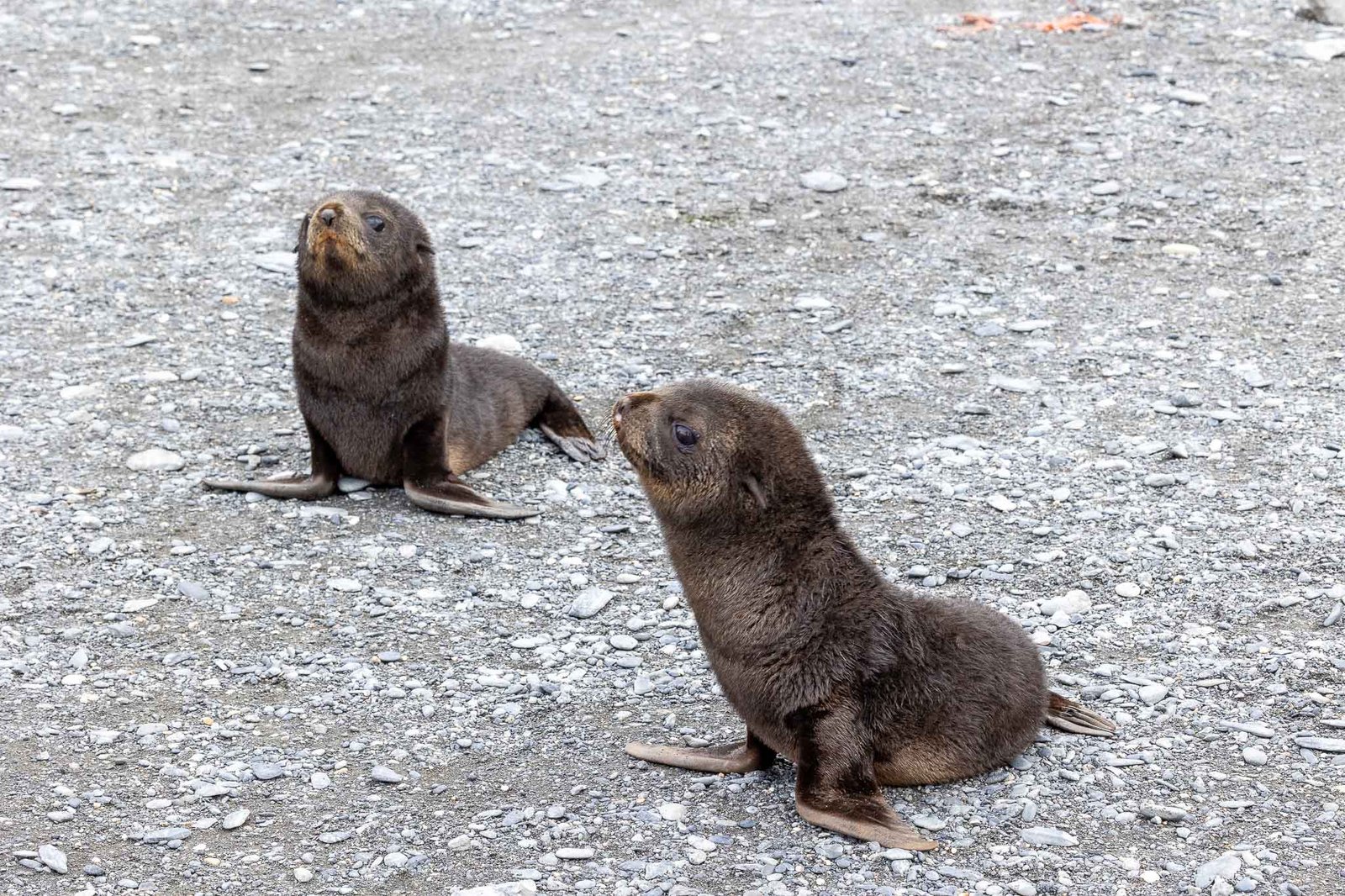 Fur Seal Pups