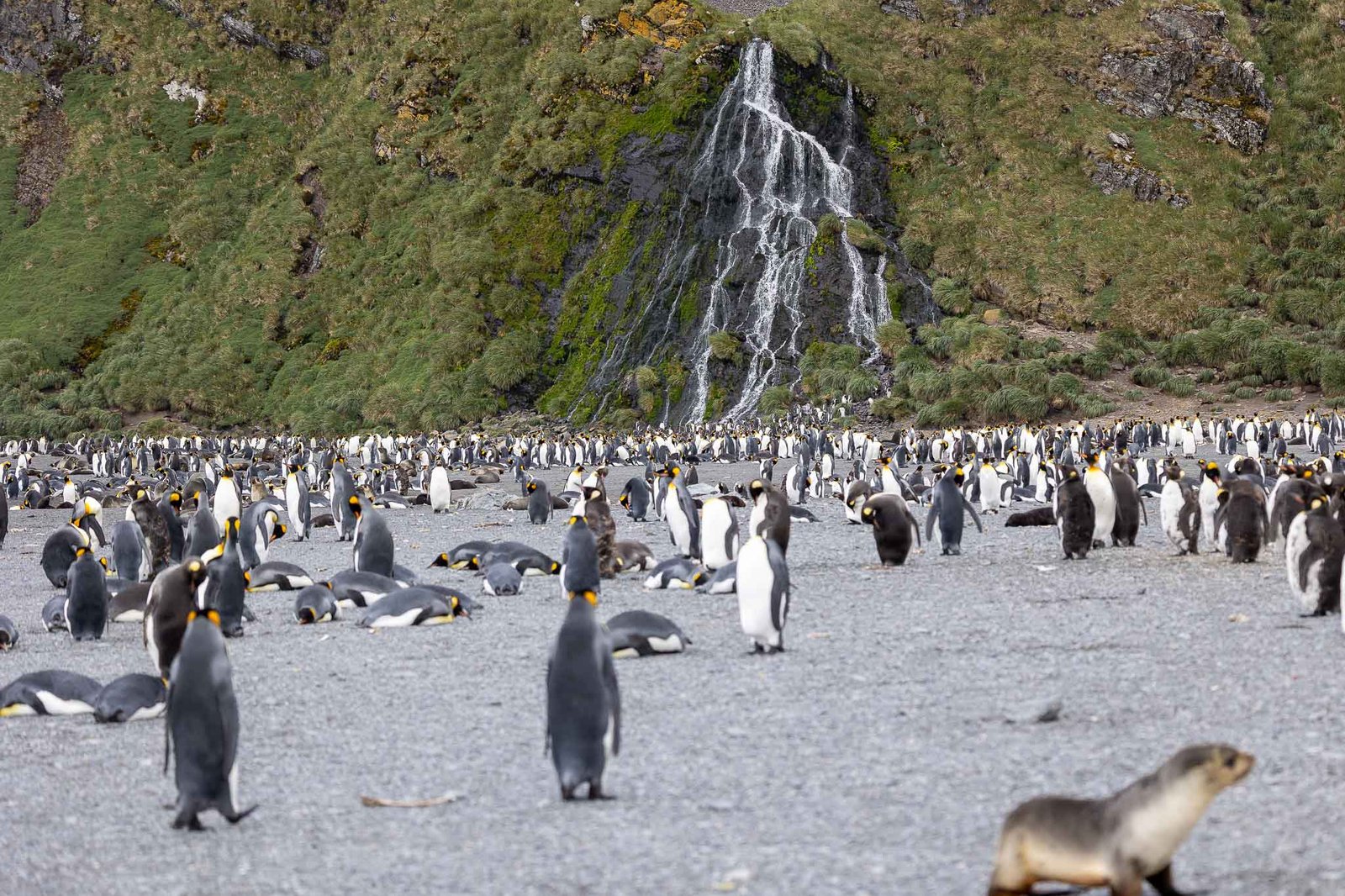 King Penguin Colony in front of the waterfall