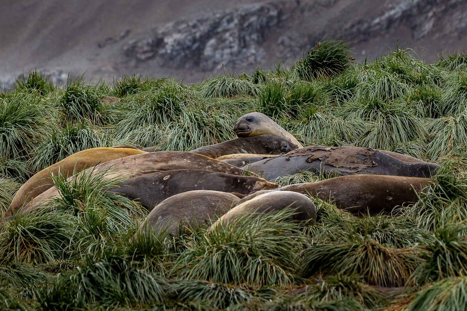Female Elephant Seals
