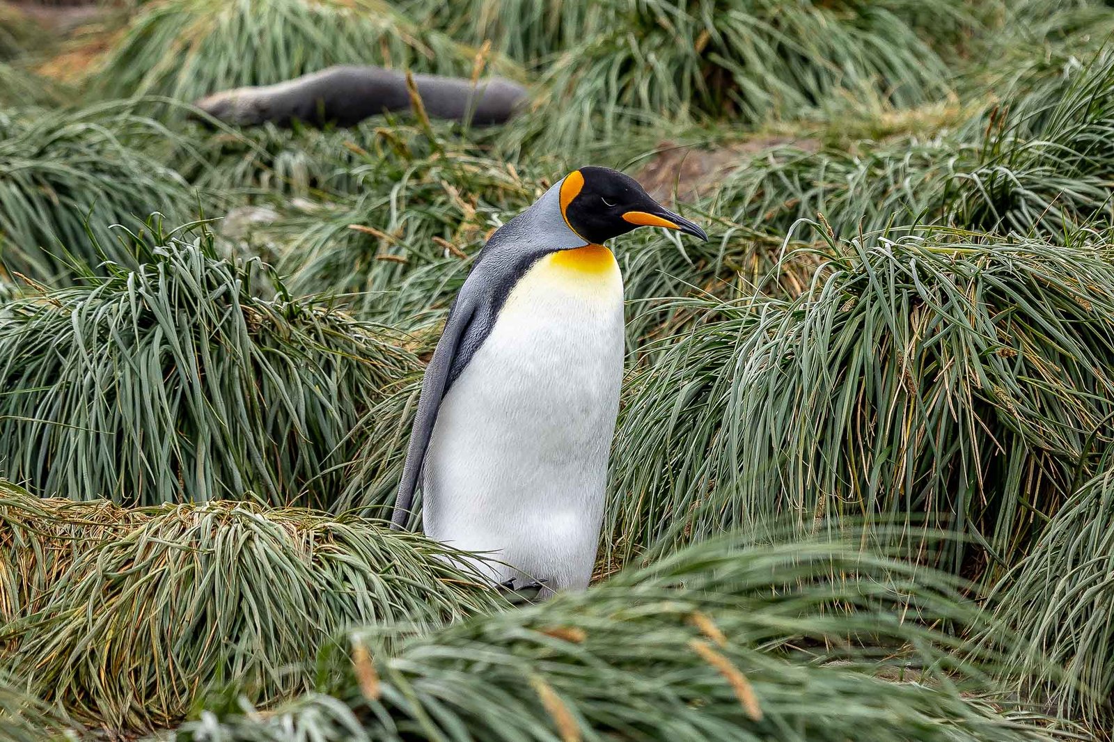 King Penguin in the Tussock Grass