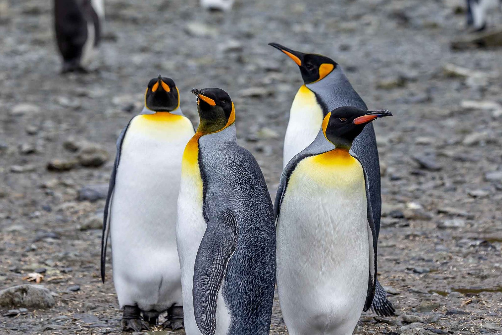 King Penguins