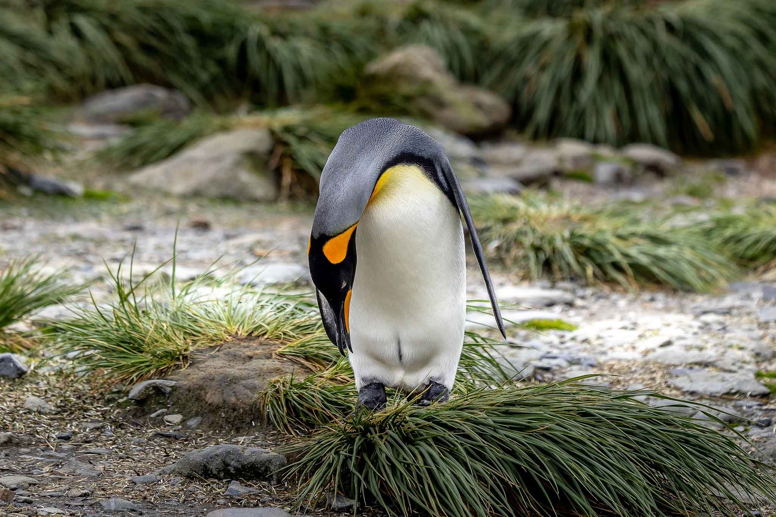King Penguin