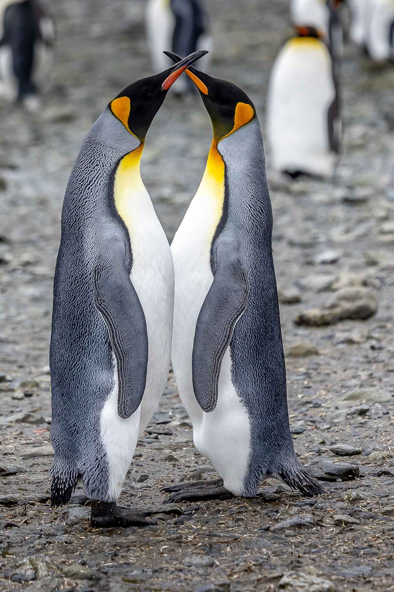 King Penguins