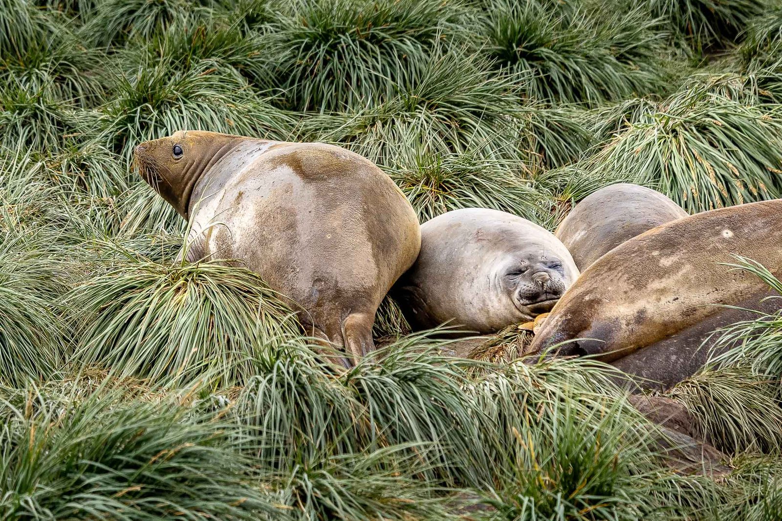 Female Elephant Seals