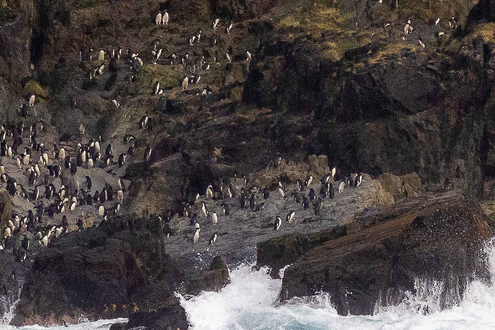 Macaroni Penguins