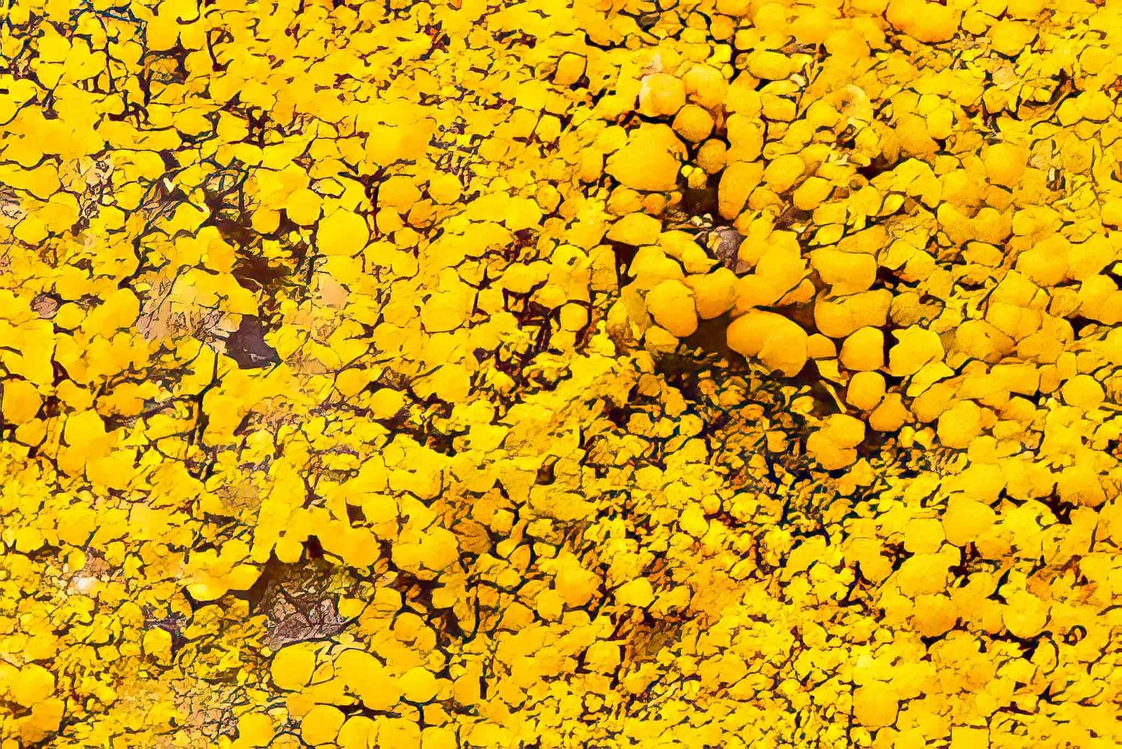 Close up of Lichen on Signy Island
