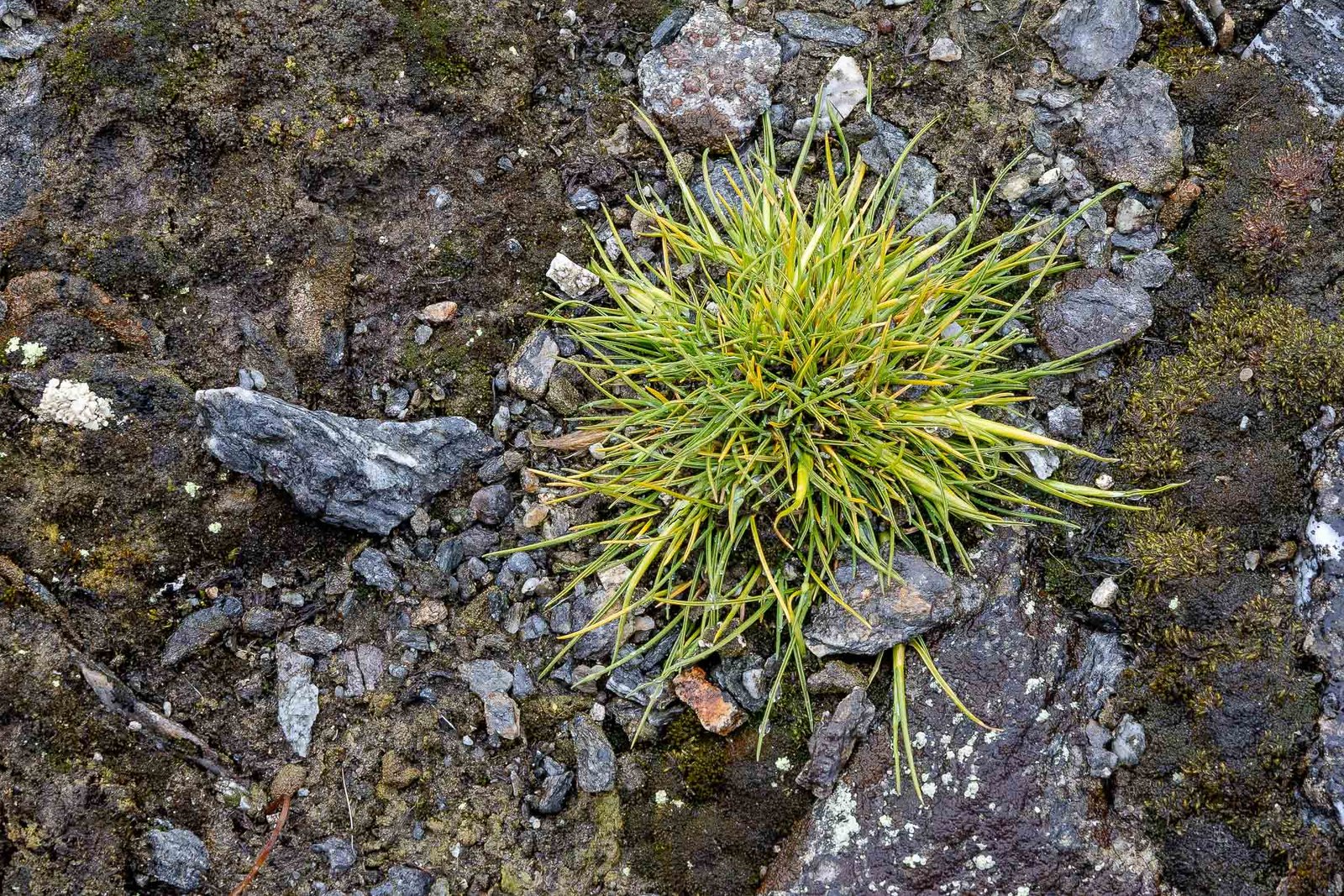 The only grass that lives here