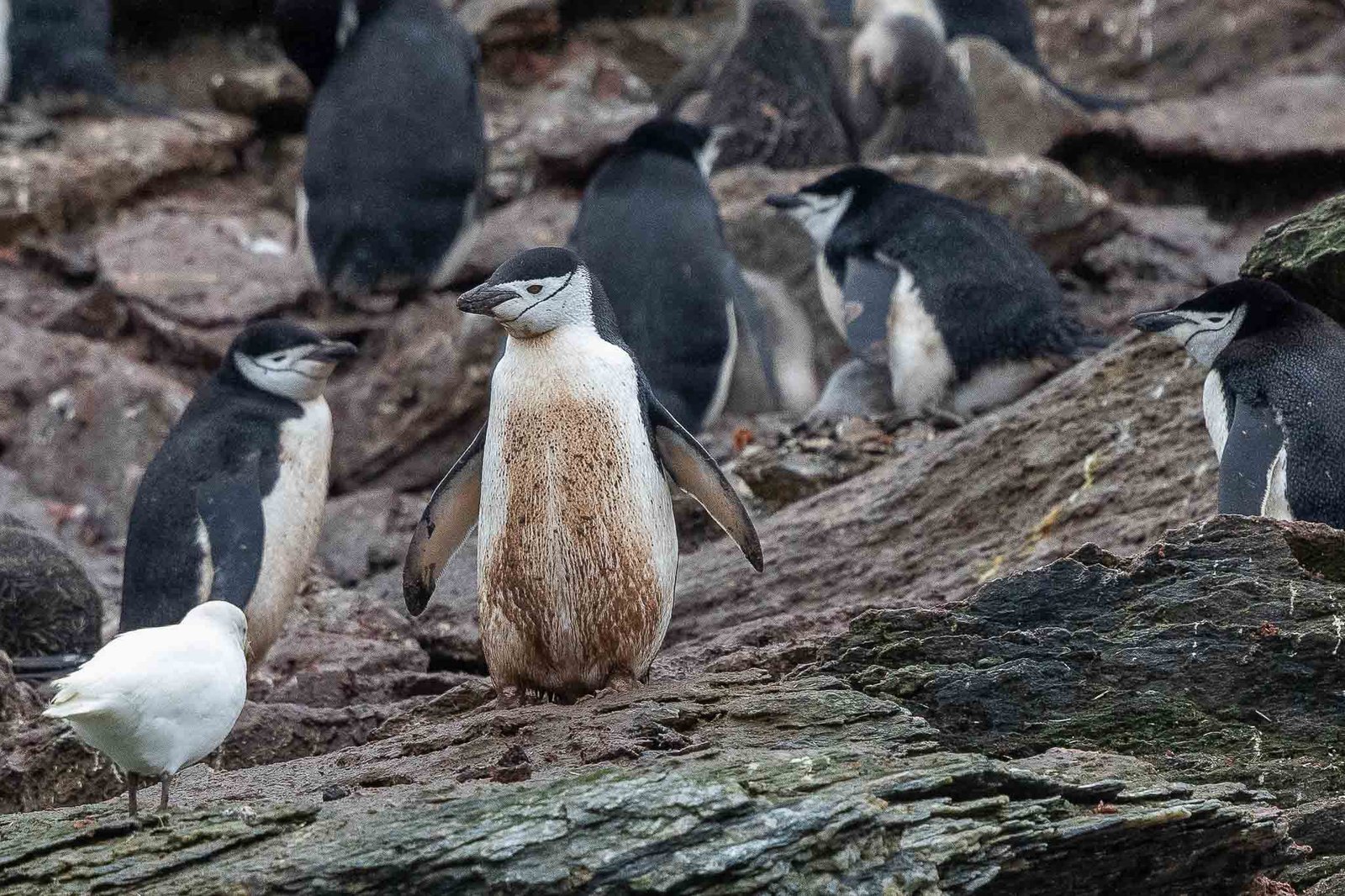 Chinstrap Penguins and a Snowy sheathbill