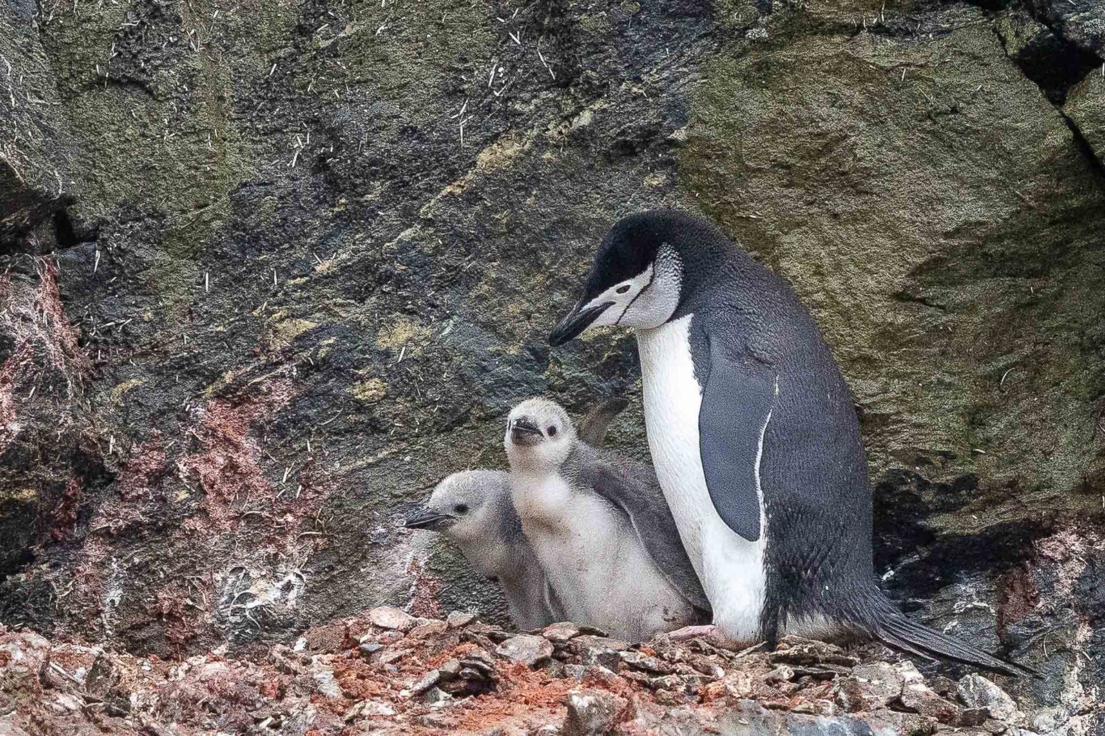 Chinstrap Penguins and chicks