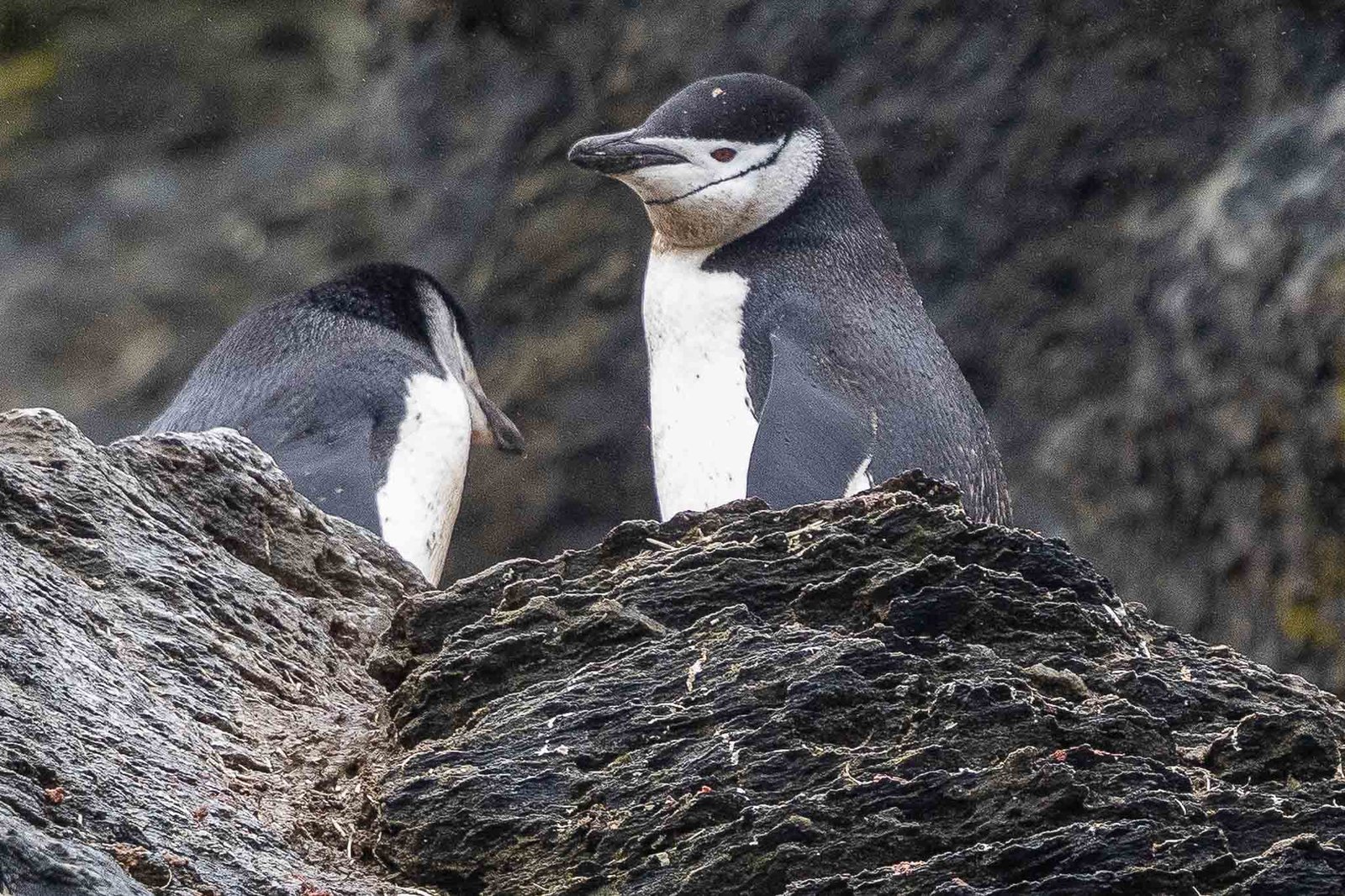 Chinstrap Penguins