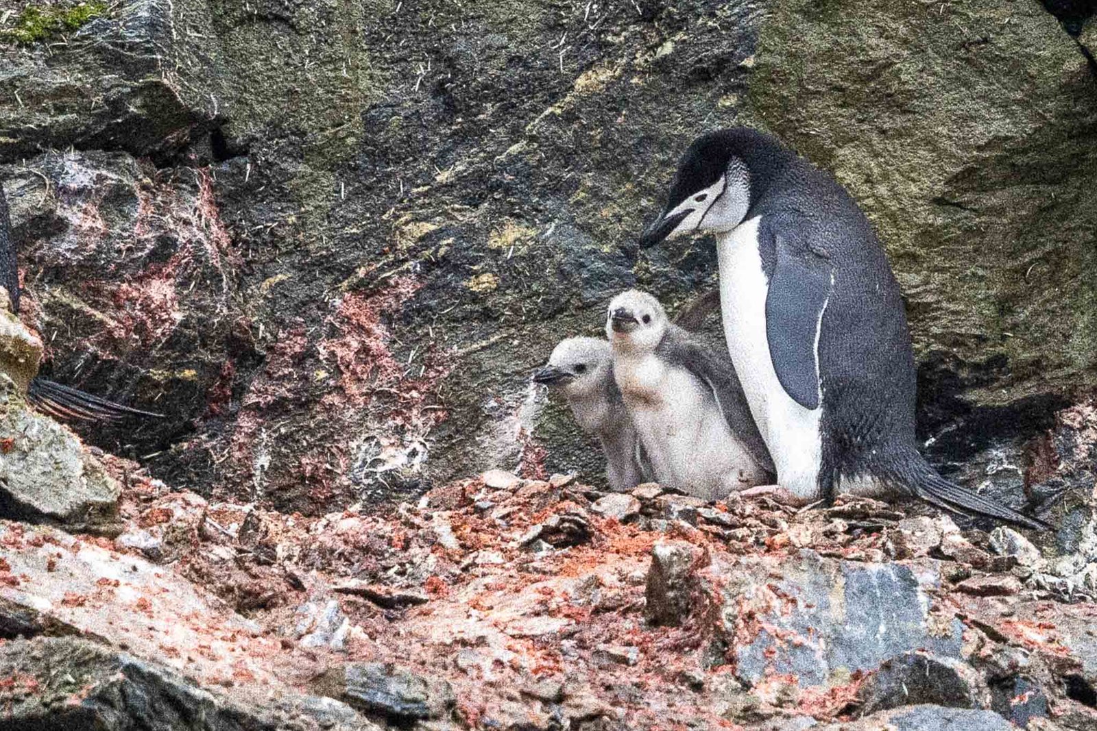 Chinstrap Penguins and chicks