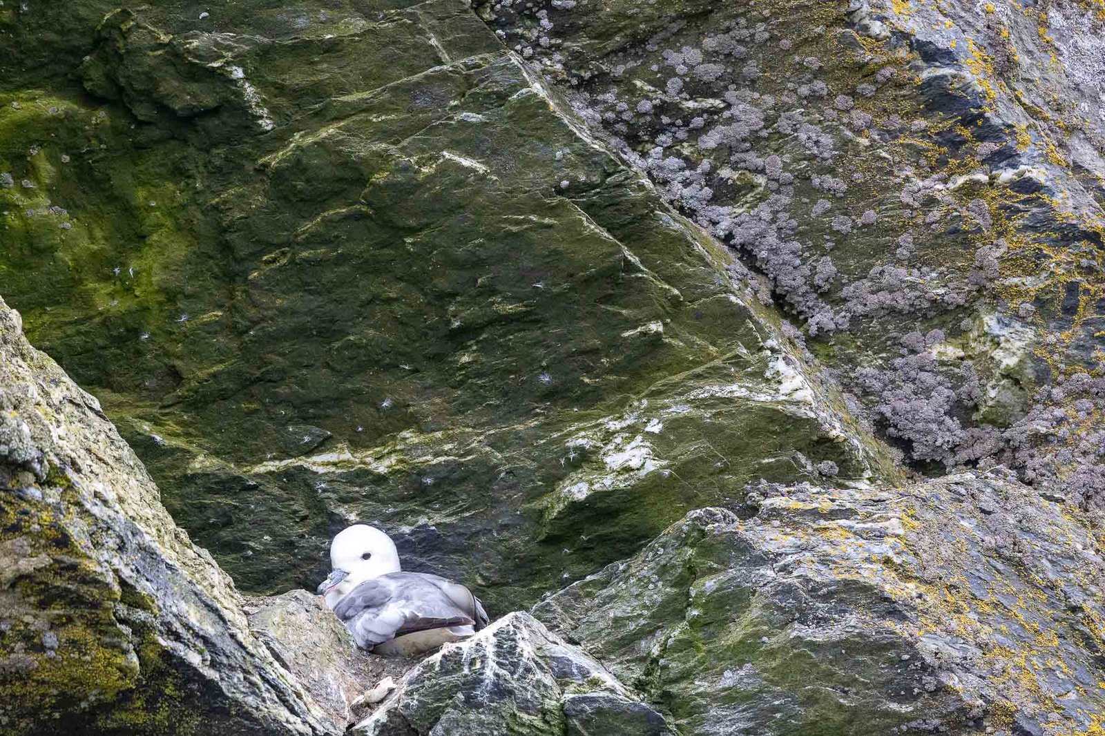 Southern Fulmar