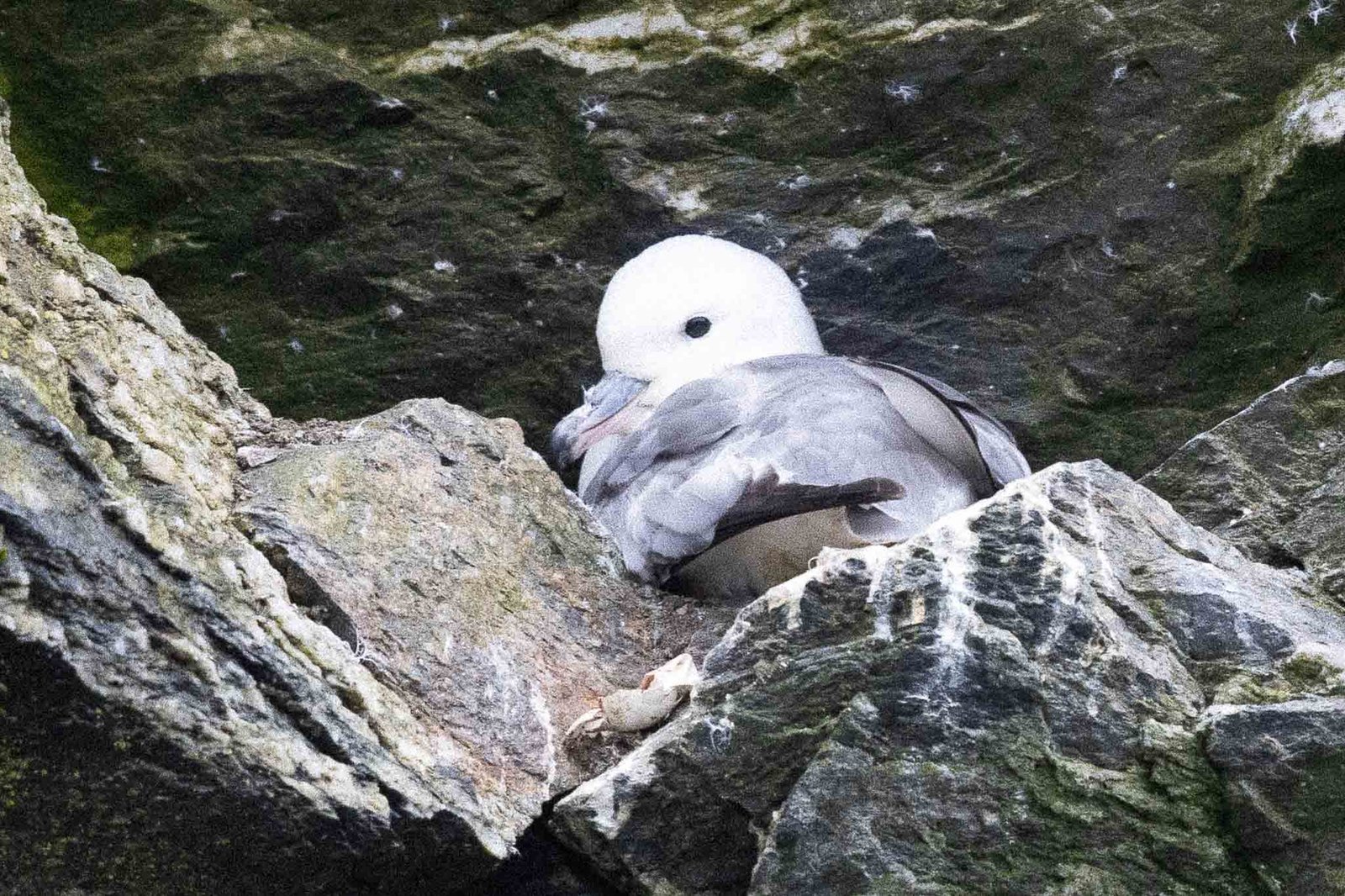Southern Fulmar