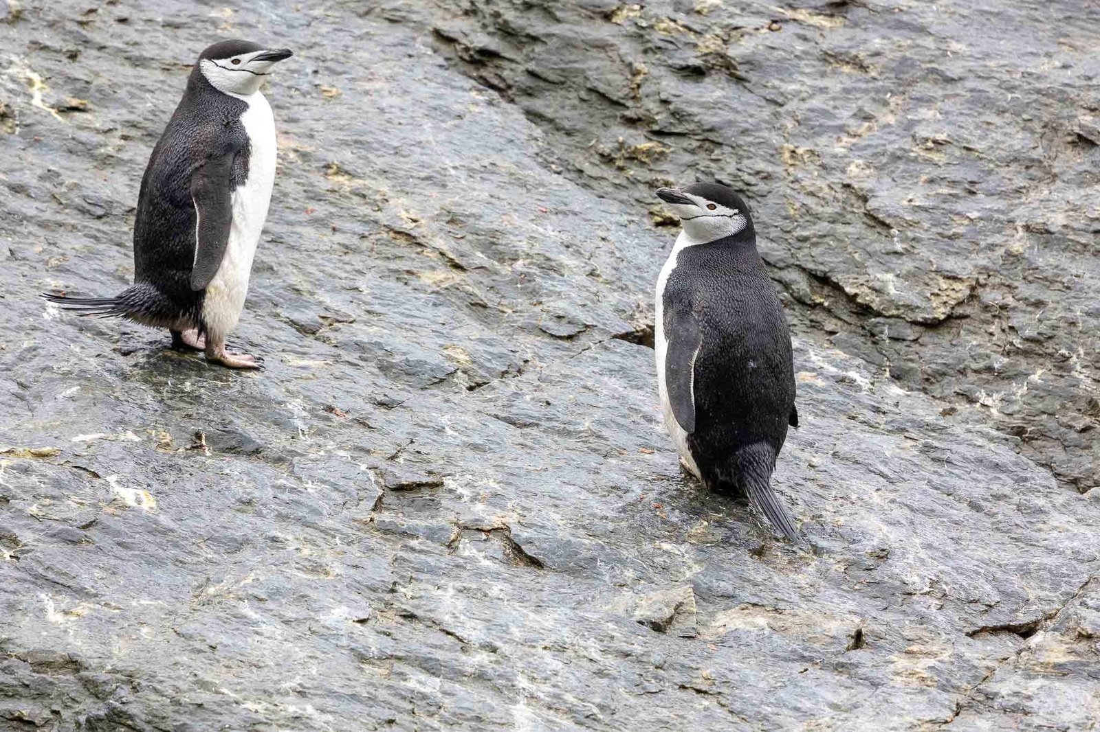 Chinstrap Penguins