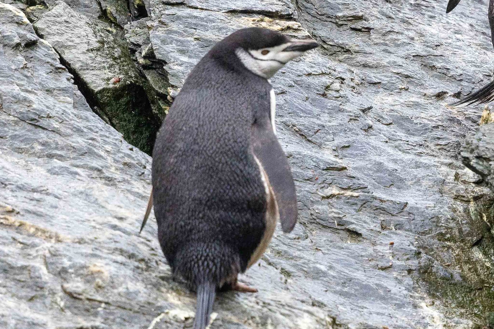 Chinstrap Penguins