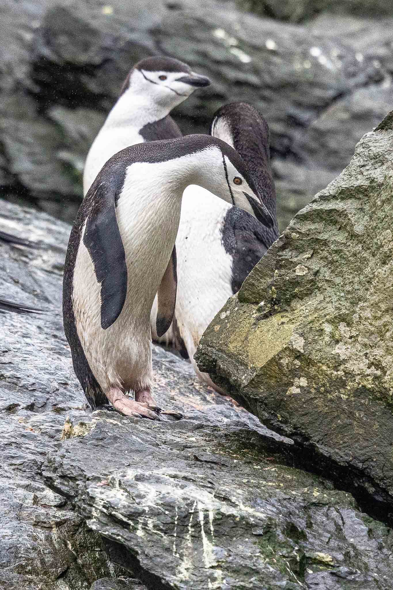 Chinstrap Penguins