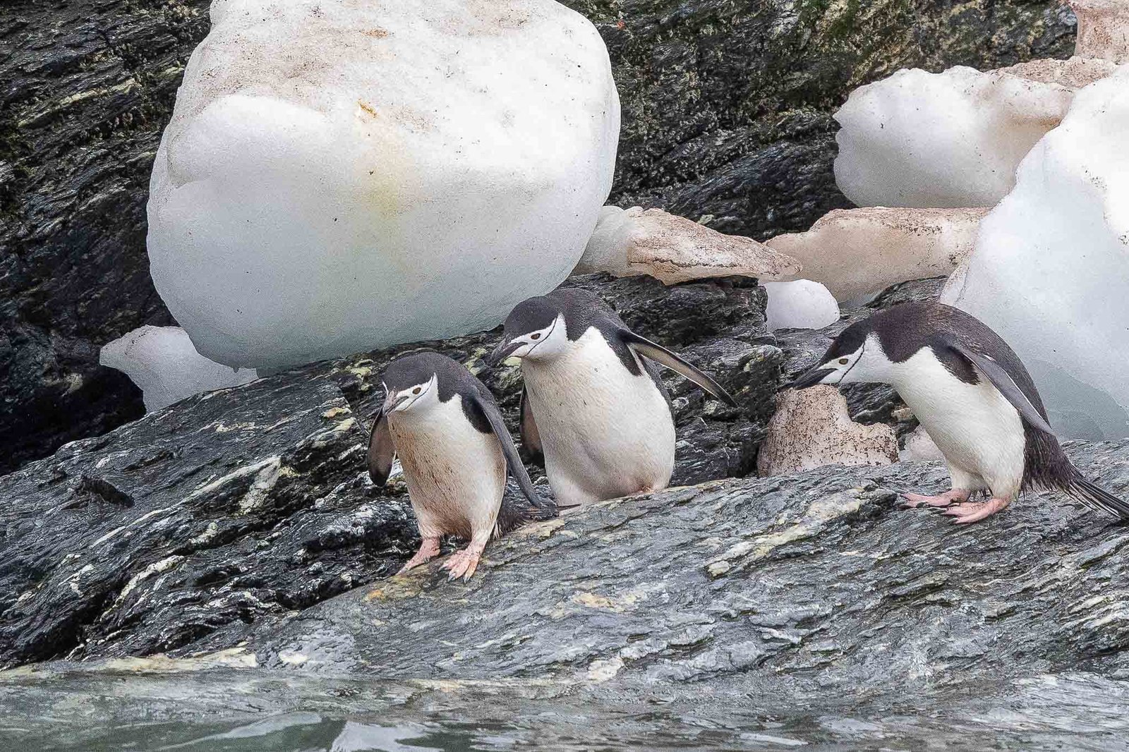 Chinstrap Penguins deciding whether to take the plunge