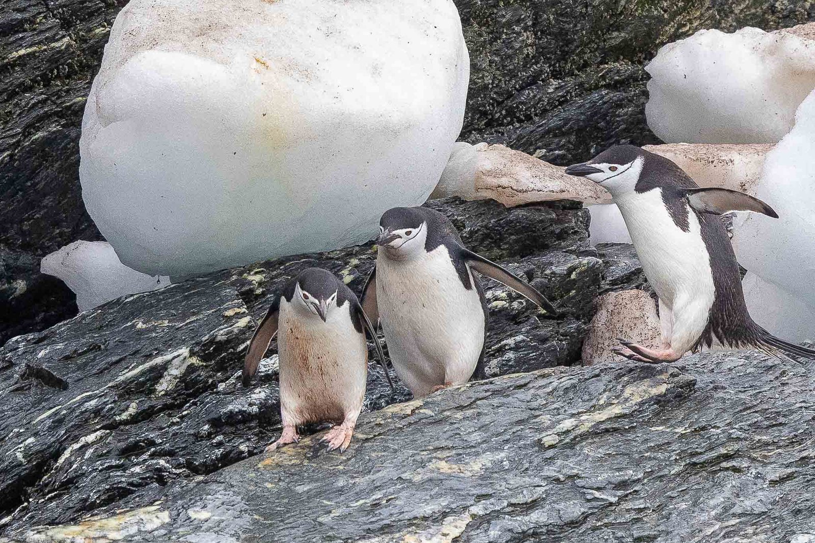 Chinstrap Penguins deciding whether to take the plunge