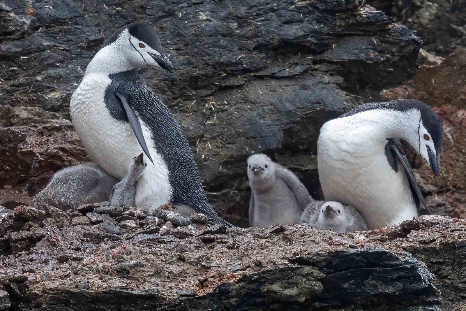 Chinstrap Penguins and chicks