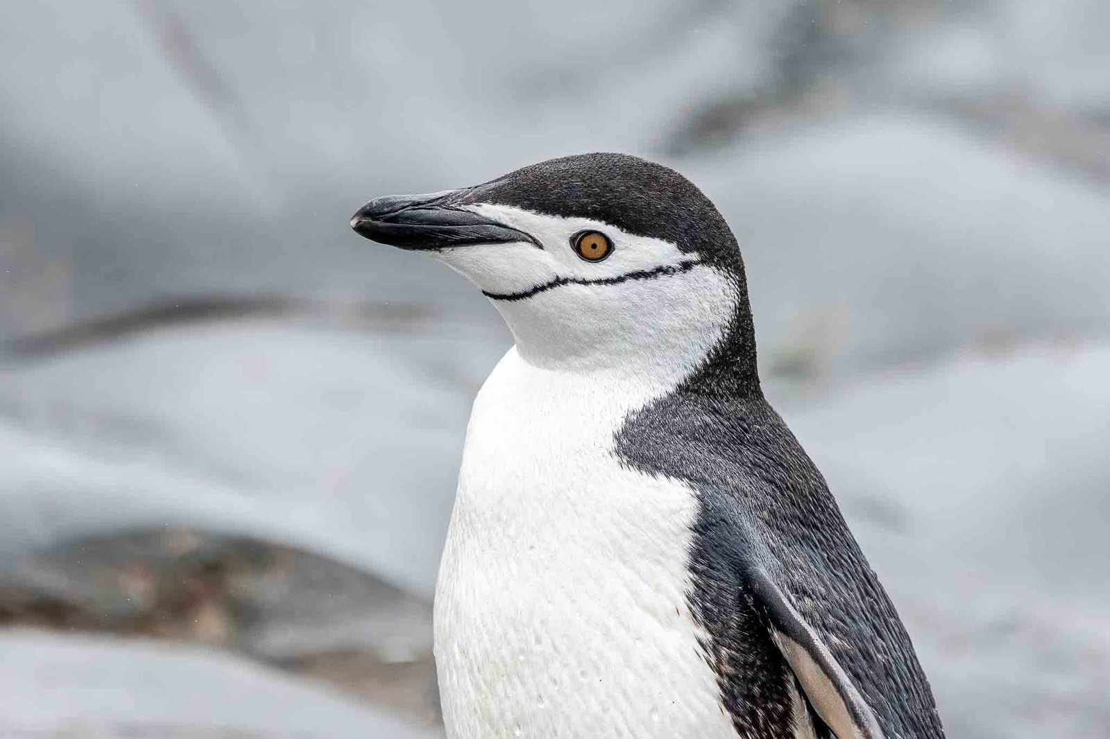 Chinstrap Penguin
