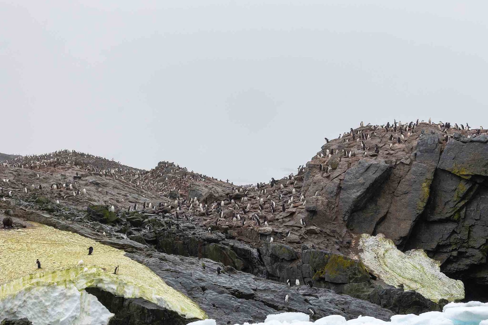 Chinstrap Penguin Colony